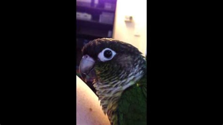 Do green cheek conures talk?