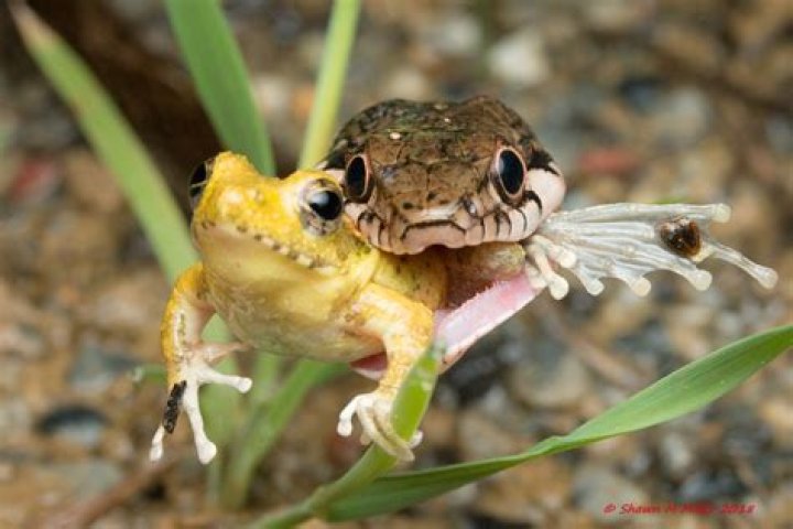 Do Japan eat frogs?