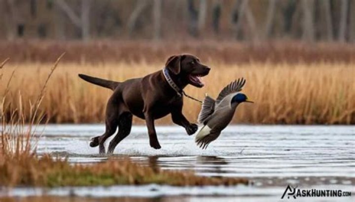 Do Labradors hunt ducks?