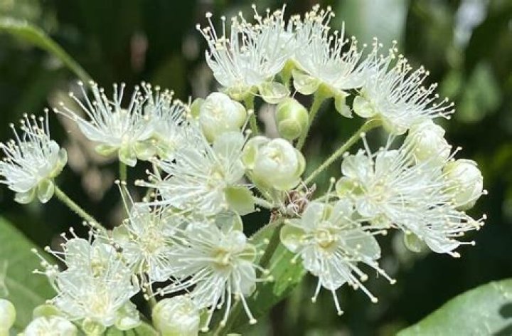 Do lemon myrtle trees have invasive roots?
