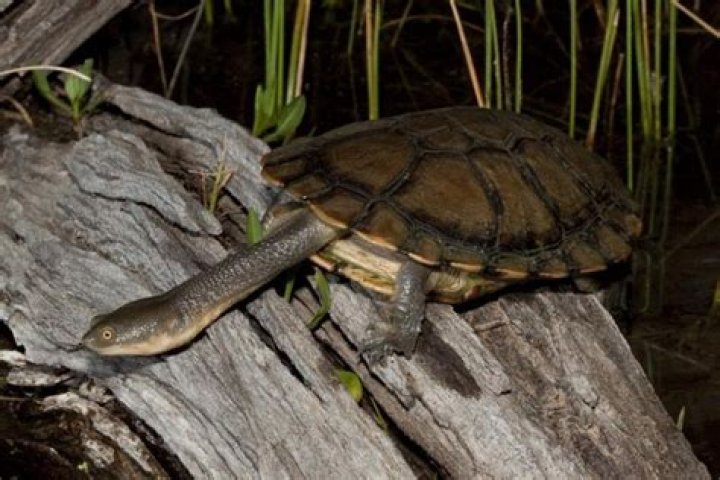 Do long neck turtles eat frogs?
