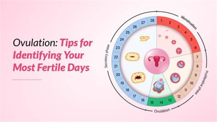 Do longer periods mean more fertile?