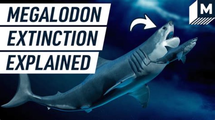 Do Megalodons really exist?