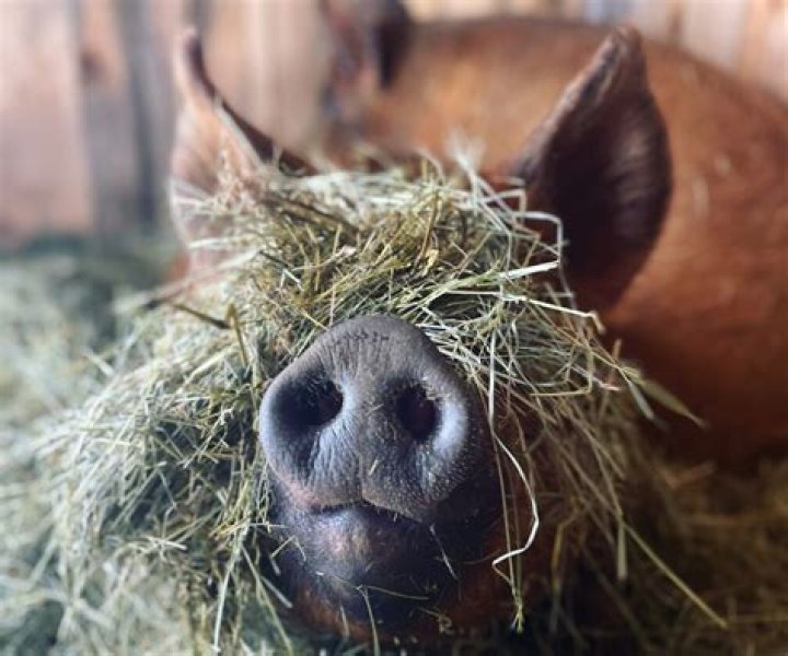 Do mini pigs get cold easily?