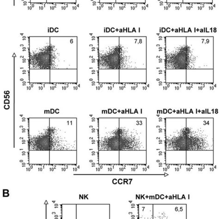 Do NK cells express CCR7?