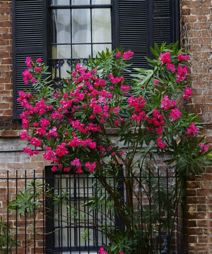 Do oleanders grow well in pots?