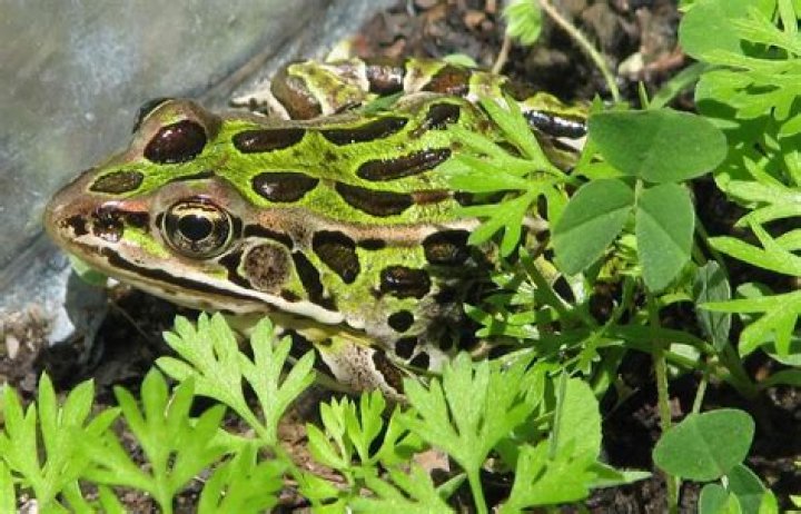Do pet frogs need to hibernate?