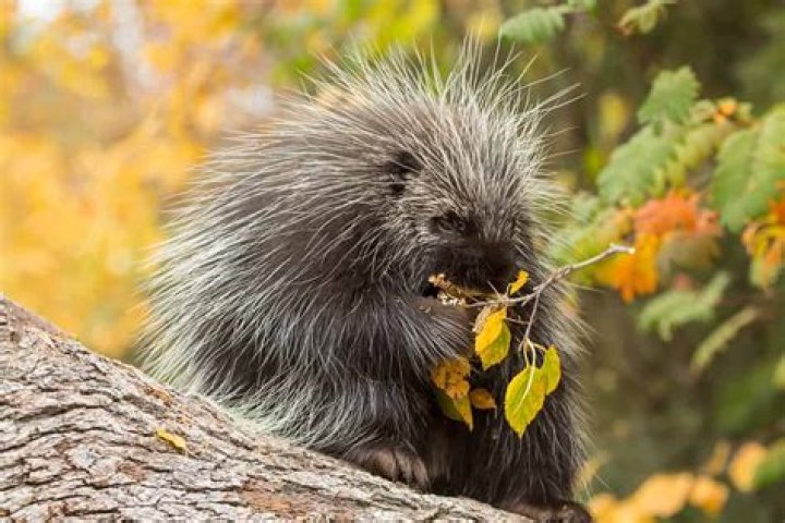 Do porcupines live in trees?