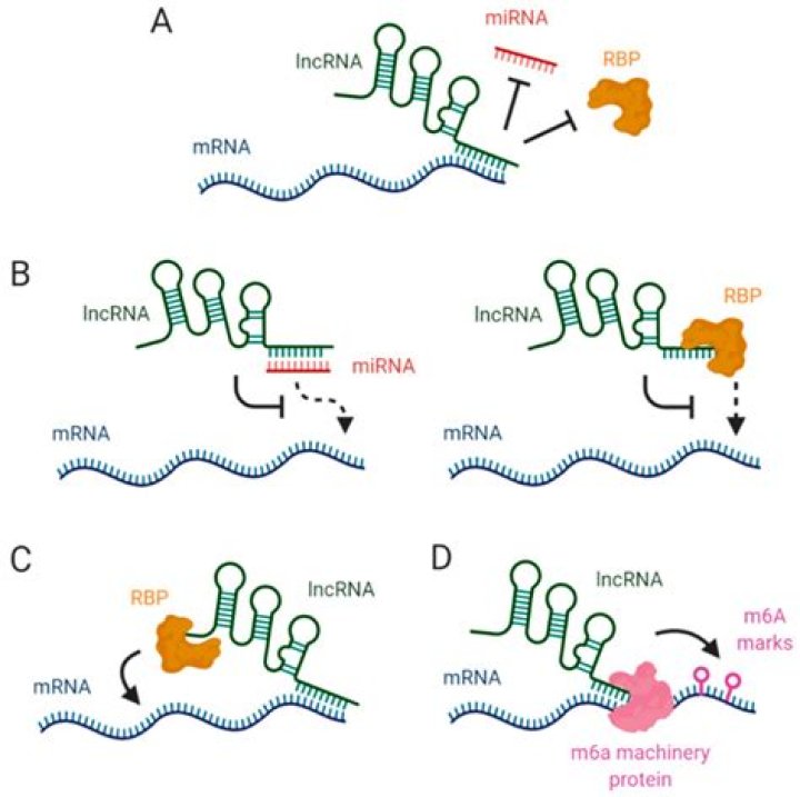 Do prokaryotes have lncRNA?