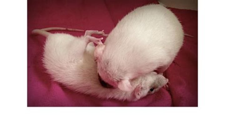 Do rats squeak when play fighting?