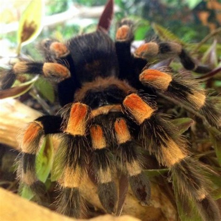 Do red knee tarantulas need humidity?