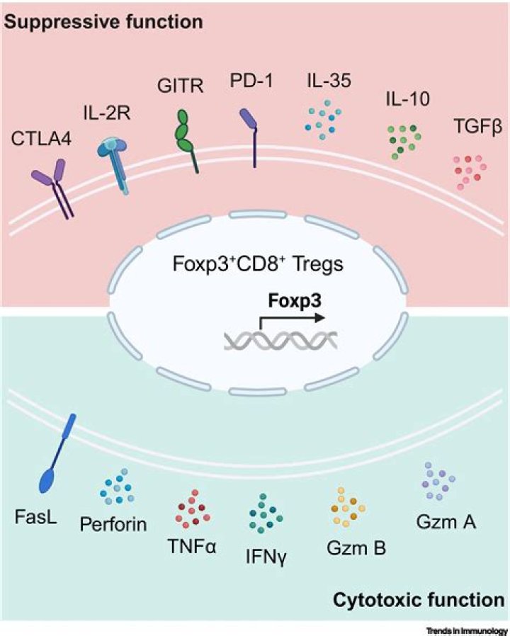 Do regulatory T cells express FOXP3?