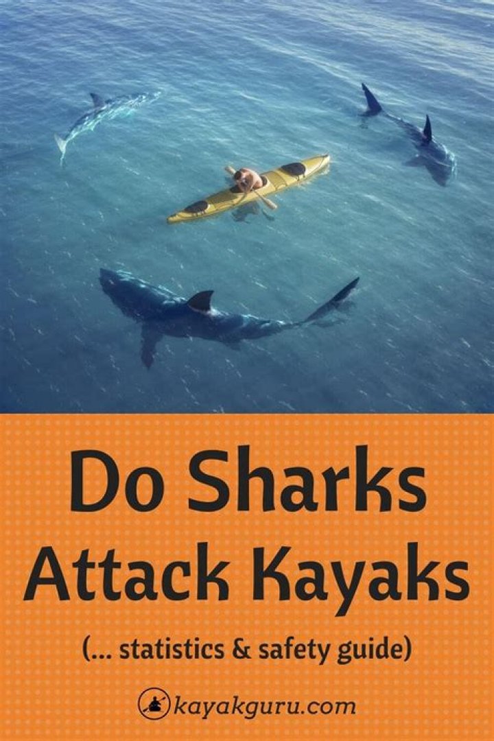 Do sharks attack kayaks in Florida?