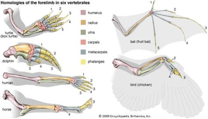 Do vertebrates have an endoskeleton?