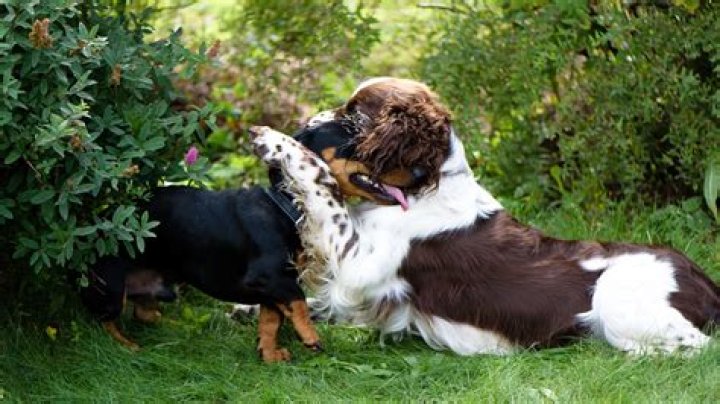 Do wild dogs get stuck when mating?