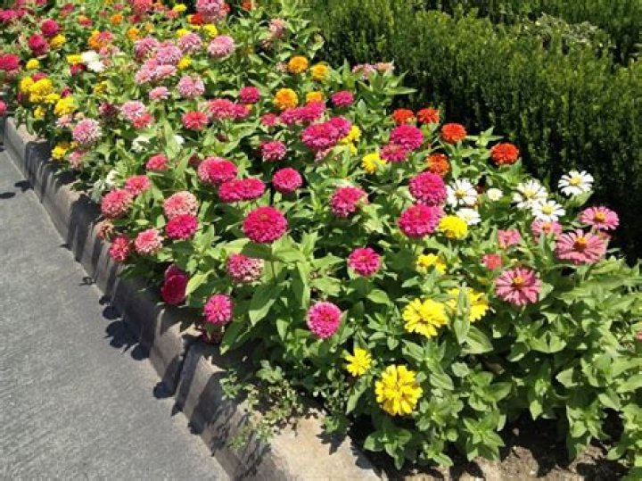 Do zinnia come back every year?