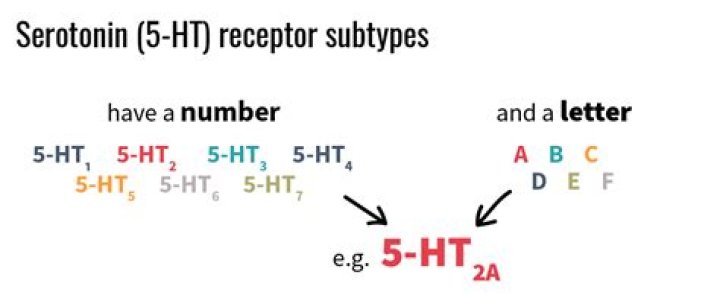 Does 5-HT release serotonin?