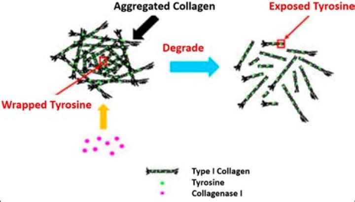Does collagenase break down connective tissue?