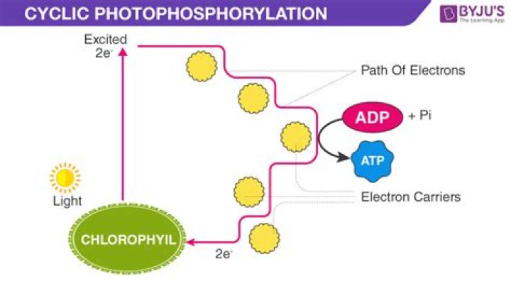 Does cyclic photophosphorylation use photosystem 1 or 2?
