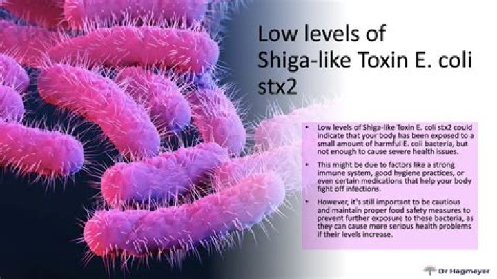 Does EHEC produce Shiga toxin?