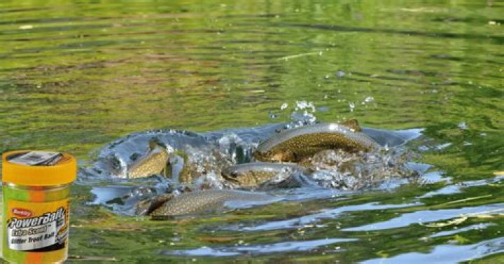 Does fish attractant really work?
