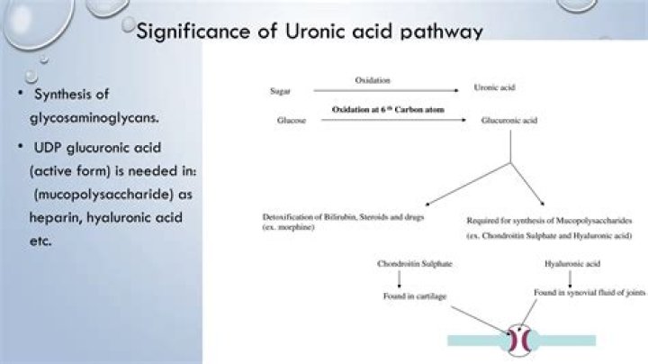 Does heparin contain uronic acid?