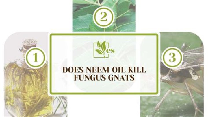 Does neem oil get rid of nits?