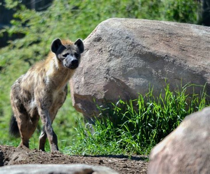 Does the Denver Zoo have hyenas?