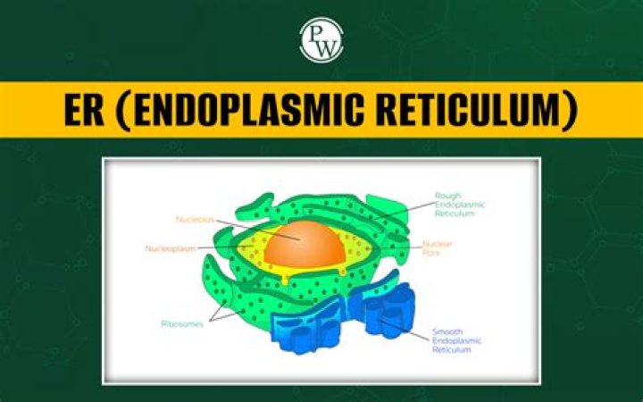 Does the endoplasmic reticulum degrade proteins?