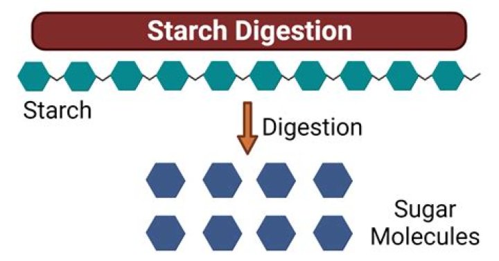 Does yeast break down starch?