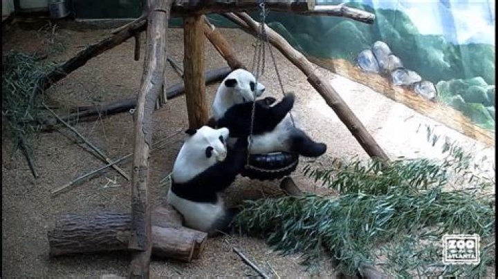 Does Zoo Atlanta have a Panda Cam?