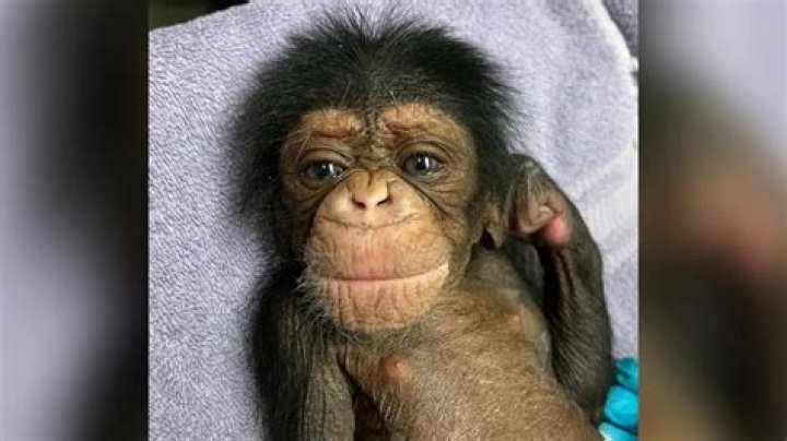 Has a pet monkey ever killed its owner?