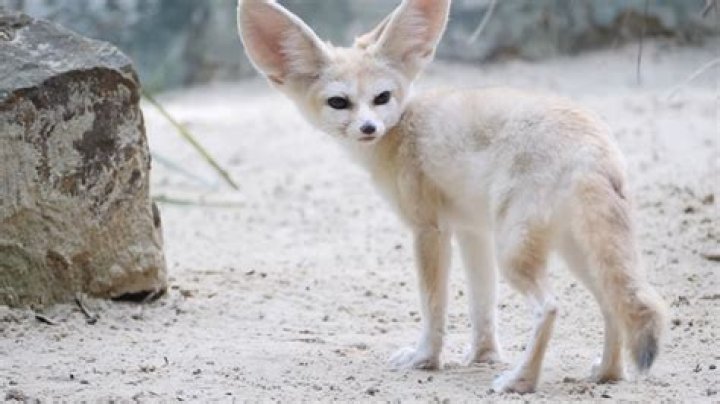 How are Fennec foxes adapted to live in the desert?