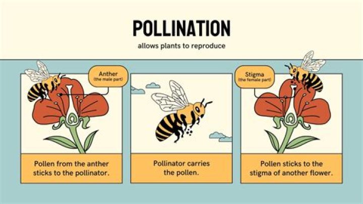 How are flowers adapted to their agents of pollination?