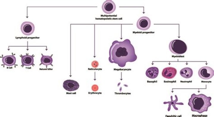 How are leukocytes differentiated?