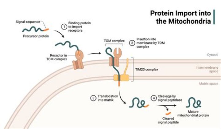 How are mitochondrial proteins imported?