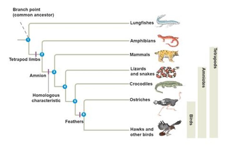 How are trees related to biology?