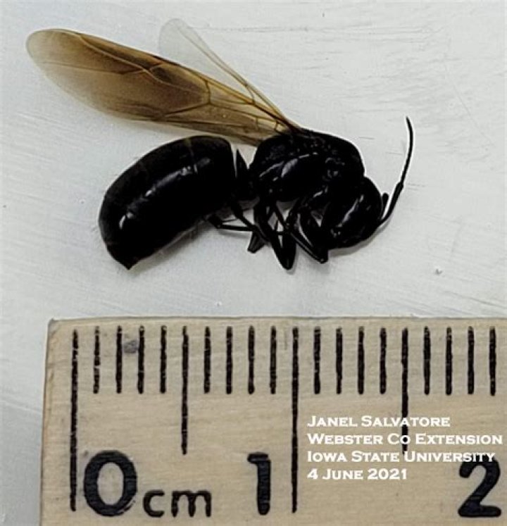 How big are carpenter ant swarmers?