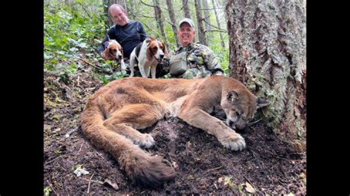 How big are cougars on Vancouver Island?