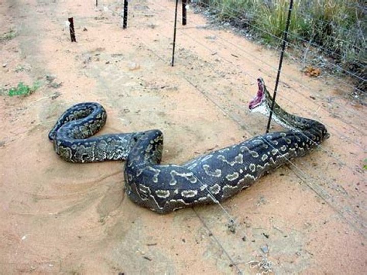 How big do Amethystine pythons get?