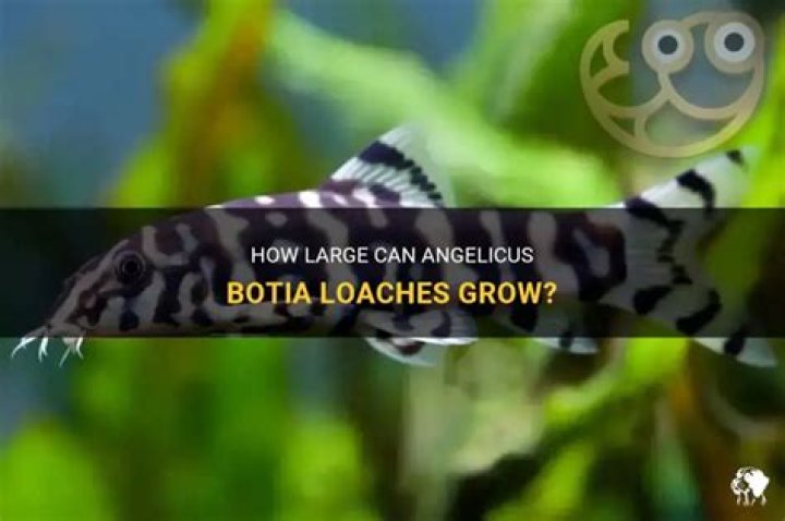 How big do angelicus Botia get?