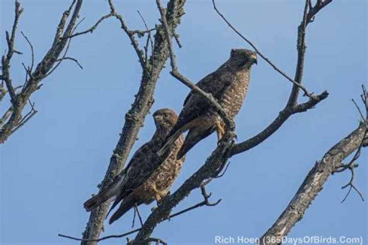 How big do broad-winged hawks get?