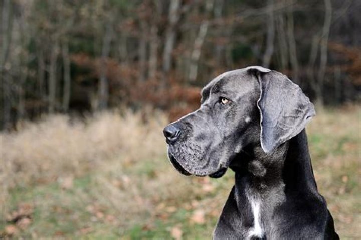 How big do Mastiff Great Dane mix get?