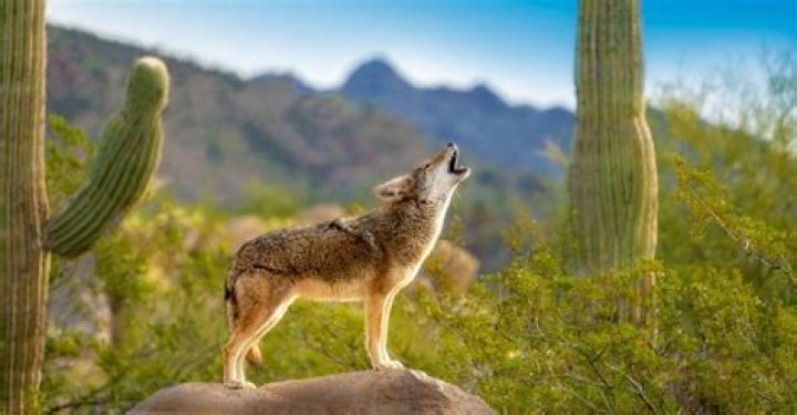 How big do Midwest Coyotes get?