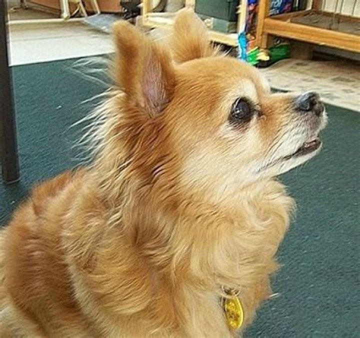 How big does a Chihuahua Pomeranian mix get?