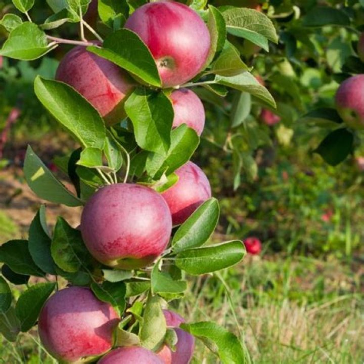 How big does a McIntosh apple tree get?