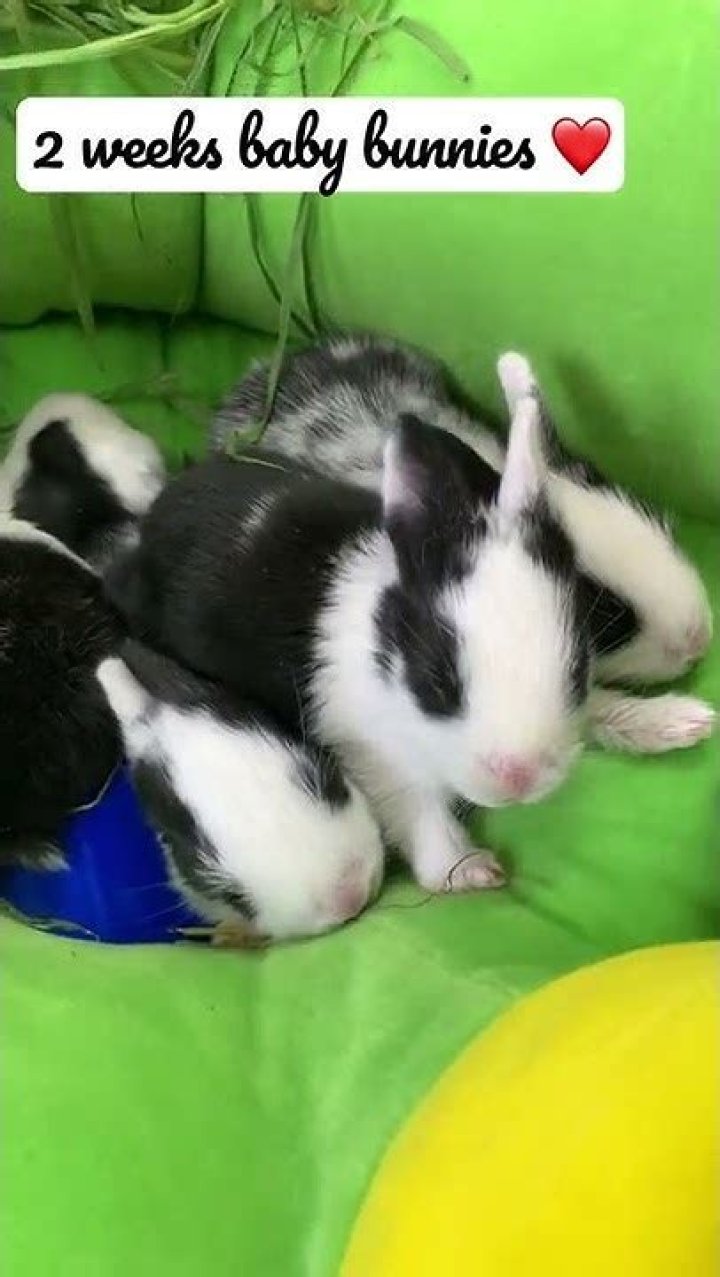 How big is a 2 week old bunny?