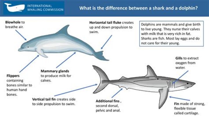 How big is a dolphins dorsal fin?