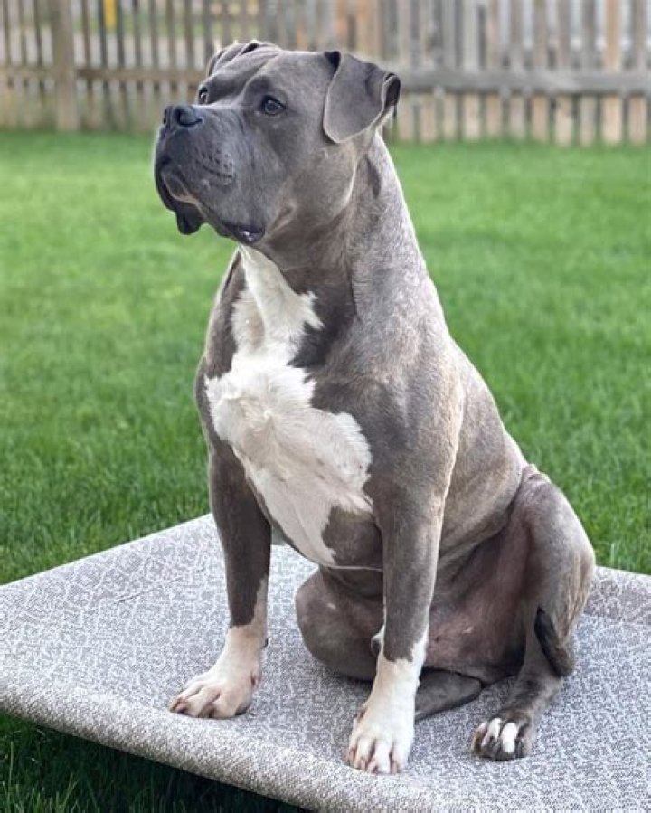 How big will a pitbull bullmastiff mix get?