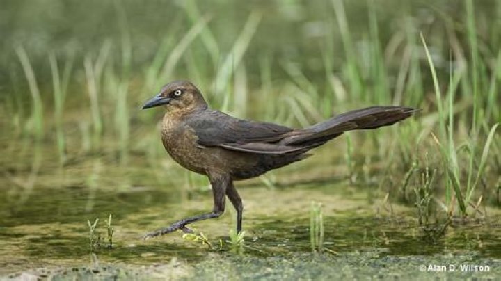 How can grackle population be controlled?